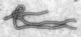 virus-ebola